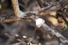 春季介壳虫大揭秘：龟蜡蚧的“潜伏”与防治！图片