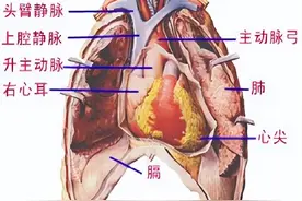 人体解剖学——心脏图片
