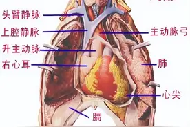 人体解剖学——心脏图片