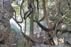 灵隐寺的无心百年藤！图片