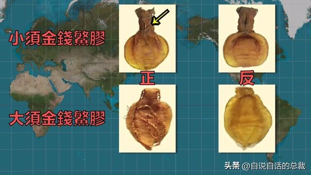 哪里可以买到鱼胶 2026年哪里可以买到鱼胶呢