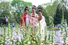 好美！沈阳这里80万株花花等你来！图片