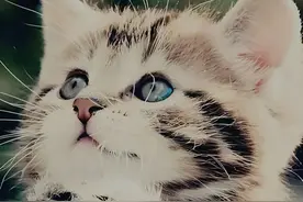 人到中年，跟猫学养生图片