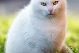 猫会开口说话？动物心理医生声称，真不可思议。图片