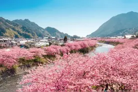 日本樱花最新预测：福冈 东京3.20起抢先开放 十大赏樱热点不容错过图片