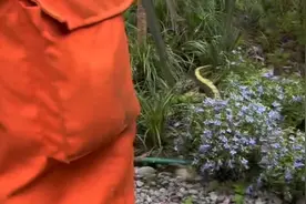 成都人民公园树上惊现大蛇，背呈黄色全身长满花纹，到底是什么？图片