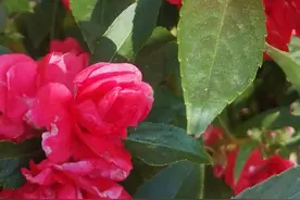 指甲花图片