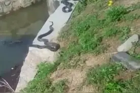 心惊肉跳！山东泰安，有村民在户外河边，拍到了好多条大黑蛇图片