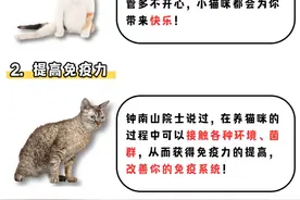 养猫有这几大好处，钟南山院士也这么说！图片