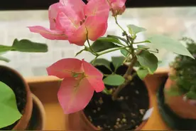 越老越“不吃香”的9种花，劝你及时“处理”，别受累不讨好图片