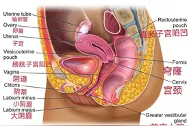 小肚子是为了保护子宫和卵巢？医生提醒：腹部脂肪过多危害很大！图片