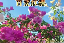 十种一年四季都开花的三角梅，你家养过几种图片