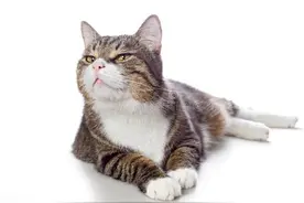猫猫总是半夜鬼鬼祟祟，嘴里念念叨叨，这是在干什么？图片