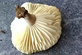 毒蘑菇凶猛，杭州一家险丧命！揭秘毒蘑菇识别秘籍大公开图片