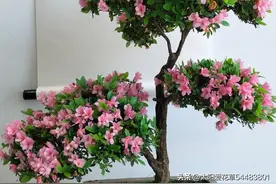别怪杜鹃花不好养了，是自己笨，做好“三件事”，叶绿花又艳图片