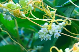 菟丝子——植物界的吸血鬼！图片