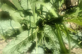 今天试吃蛤蟆菜，效果后续会发布图片