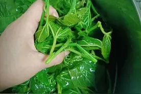 眼下吃这树叶子正当时，营养极高，清火明目又清肺，蒸包子吃特鲜图片