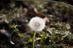 加拿大研究：蒲公英可在48小时内杀死98%癌细胞，科学还是谣言？图片