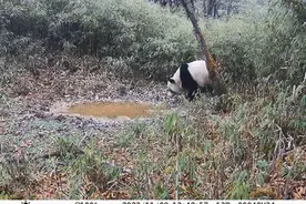 看“滚滚”呆萌出镜 这里5天4次拍到野生大熊猫图片