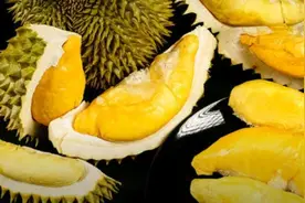 8岁女孩每周至少吃两次榴莲提早发育图片