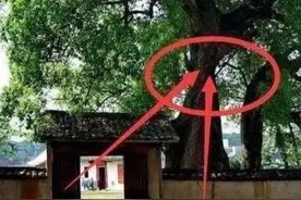 老人说：“大树压门，家无后人”，为什么家门口不能养这些树？图片
