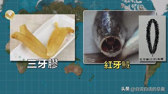 巴西黄鱼胶多少钱一斤 2026年巴西鱼胶便宜吗