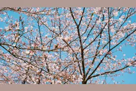 贵阳公交再增开4条“一场三站”赏樱公交线路图片