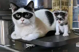长的潦草的猫咪看起来能有多抽象图片