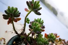 多肉长高了！其实是徒长，新手养多肉，徒长问题经常发生！图片