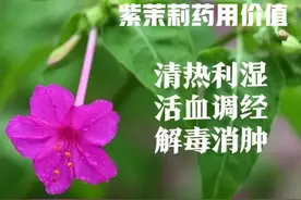 太阳下山才开花的“煮饭花”紫茉莉，除了好看，用途居然有这么多图片