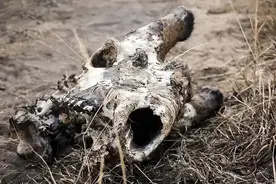 全球仅3只！其中2只被猎杀，最后只剩下一只公的怎么办？图片