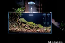 新手必看！零成本打造神仙鱼缸的5个傻瓜技巧，让你秒变造景大师图片