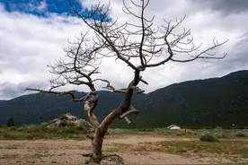 母亲走了，我没有悲伤，只是暗暗松了一口气图片