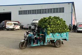 货拉拉“下乡”记：东北秋菜搭上“互联网快车”直通大市场图片