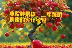 小院种果树，三年踩坑换来的实在经验图片