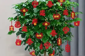 九种大“富贵树”，适合客厅养，高端大气吸废气，还有旺家好寓意图片