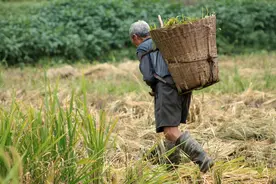 农民可以一次性补缴社保吗？一次性补缴完农保，60岁可领多少钱？图片