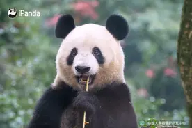 在东京，他们与“香香”线上重逢图片