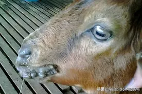 羊口疮（烂嘴）图片