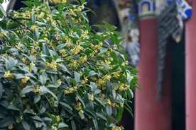 搜索量暴涨400%，“桂花经济”季节限定上新了！图片