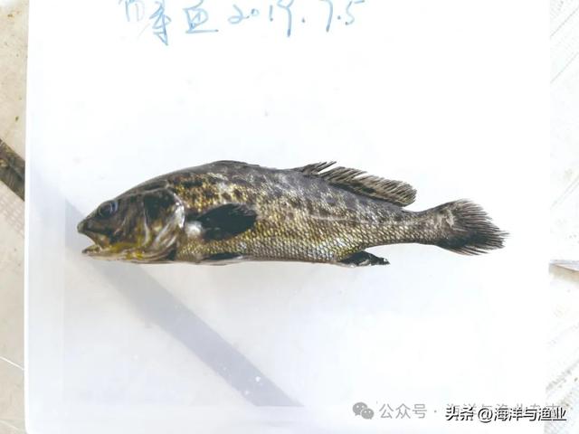 赤嘴鳘鱼胶多少钱一斤 2026年赤嘴鱼胶属于什么档次