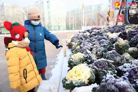 乌鲁木齐市植物园羽衣甘蓝添“春”意图片