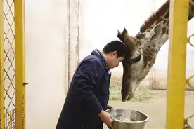 长颈鹿饲养员：细心呵护，给它们一个温暖的家图片
