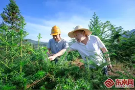 顺昌：这个森林康养基地不简单图片