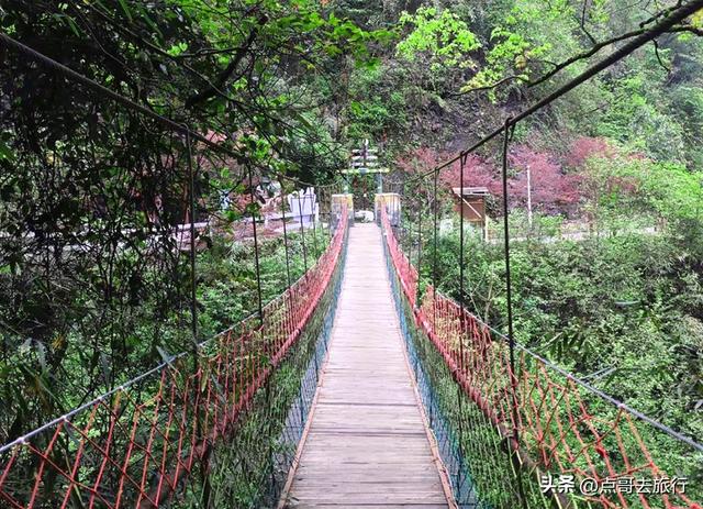 四川又一高山杜鹃惊艳了，刚好进盛花期，云海中的花园，非常唯美