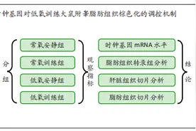 时钟基因调控低氧训练肥胖大鼠白色脂肪组织棕色化图片