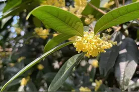 桂花花开不够香？专家推测是因为……图片