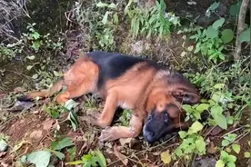 云南退役警犬三次离家出走，训导员找到它的一幕，真的很让人心疼图片
