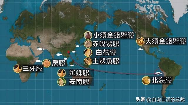 笔架鱼肚 花胶 区别 2026年笔架鱼肚怎么做好吃